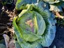 Forage cabbage