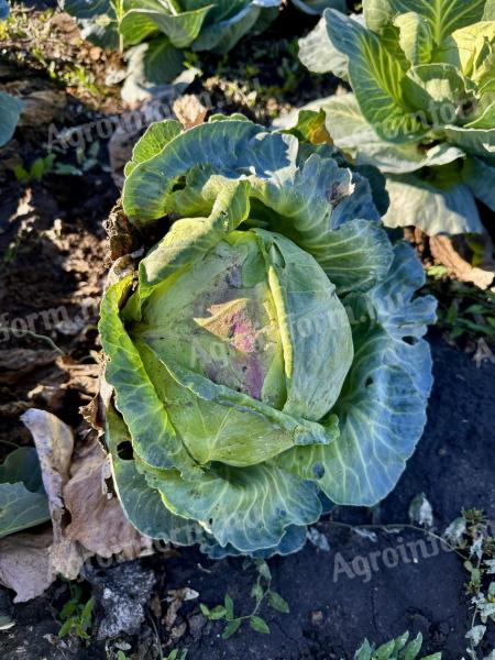 Forage cabbage