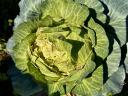 Forage cabbage