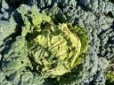 Forage cabbage