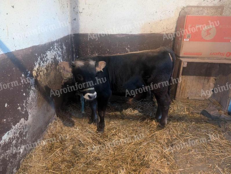 Carpathian calf of a calf cow and bull for sale