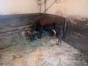 Carpathian calf of a calf cow and bull for sale