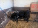 Carpathian calf of a calf cow and bull for sale