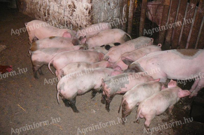 Election piglets for sale