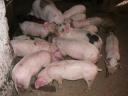 Election piglets for sale