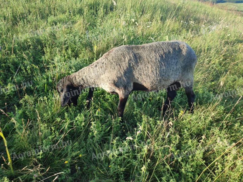 Our beloved sheep for sale in Heves county