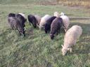 Our beloved sheep for sale in Heves county