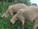 Our beloved sheep for sale in Heves county