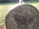 Lucerna round bales for sale