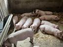 Piglets for sale