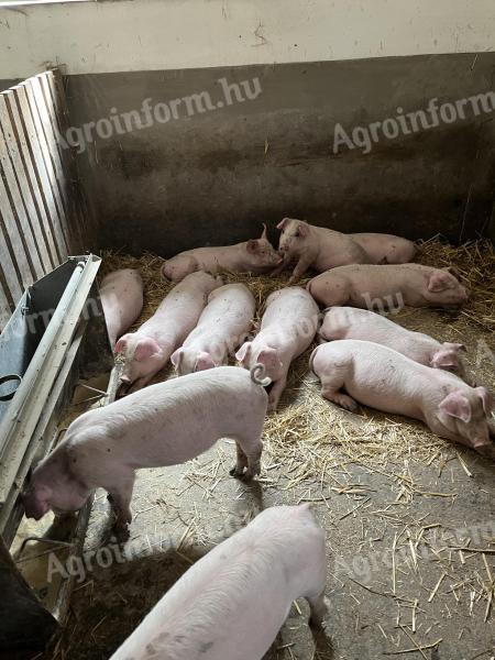 Ferkel zu verkaufen