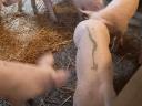 Piglets for sale