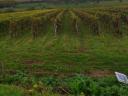 Vineyard for sale