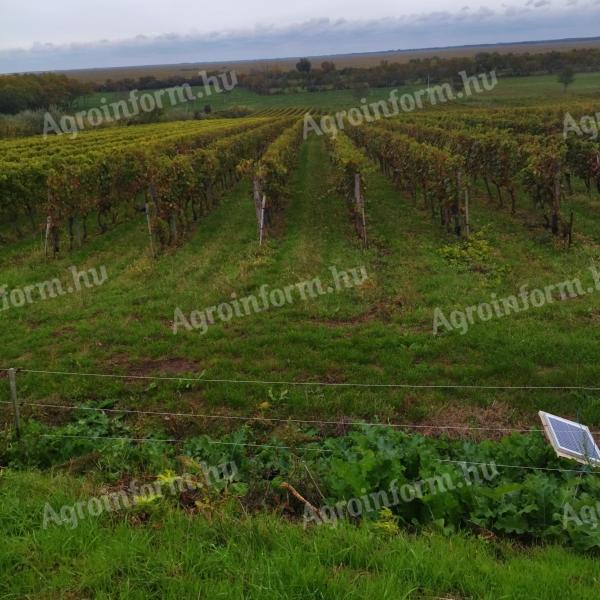 Vineyard for sale