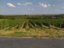 Vineyard for sale