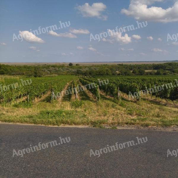 Vineyard for sale