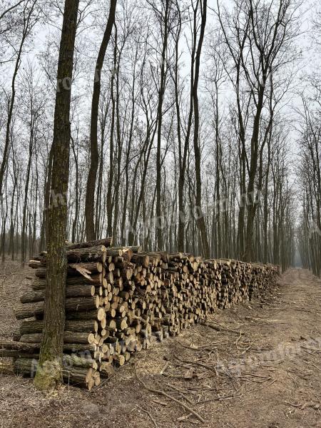 Trockenes Akazienbrennholz zu verkaufen