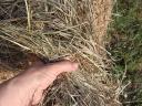 Grass hay bales for sale