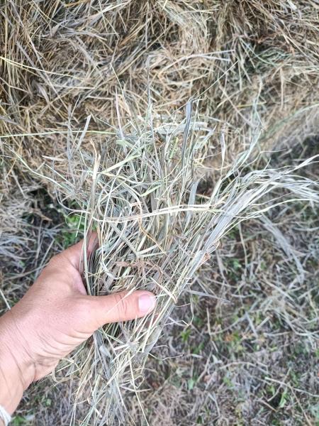 Bale of calendula for sale