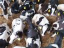 40 Holstein bull calves for sale