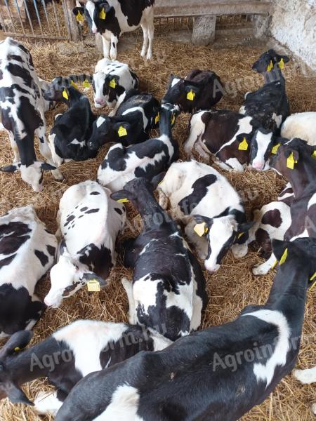 40 Holstein bull calves for sale