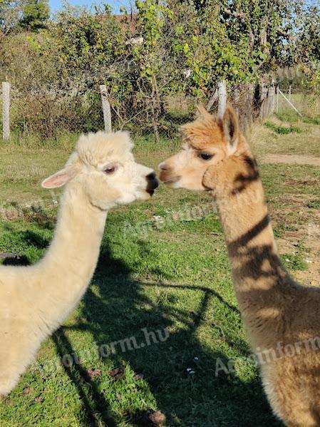 Alpaca mare for sale