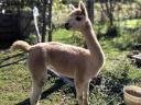 Alpaca mare for sale