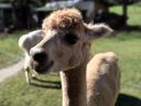 Sare Alpaca de vânzare