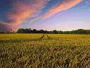 In Kiskunfélegyháza stehen ein 6,147 ha großes Feld und ein 1,3825 ha großes Feld zum Verkauf