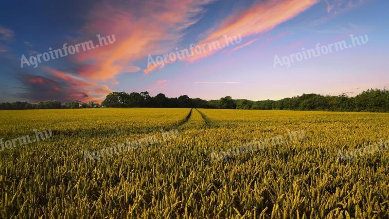 In Kiskunfélegyháza stehen ein 6,147 ha großes Feld und ein 1,3825 ha großes Feld zum Verkauf