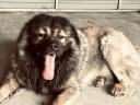 Caucasian Shepherd