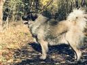 Caucasian Shepherd