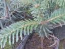 Pine saplings for sale