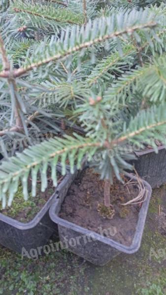 Pine saplings for sale