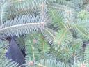 Pine saplings for sale