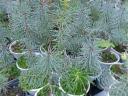 Pine saplings for sale