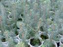 Pine saplings for sale