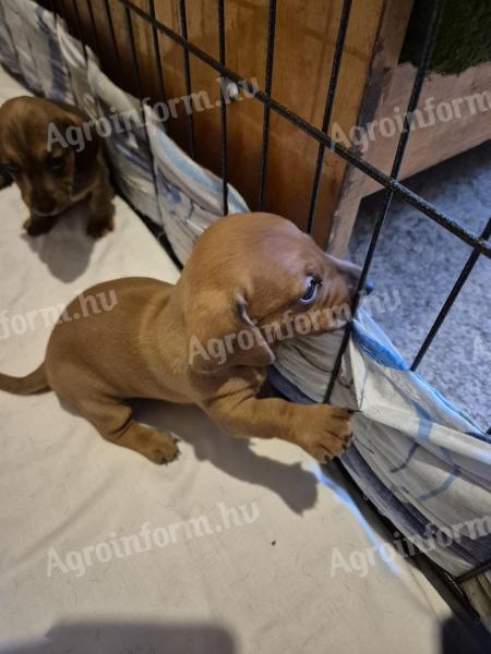 Dwarf dachshund