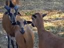 Cameroon sheep for sale