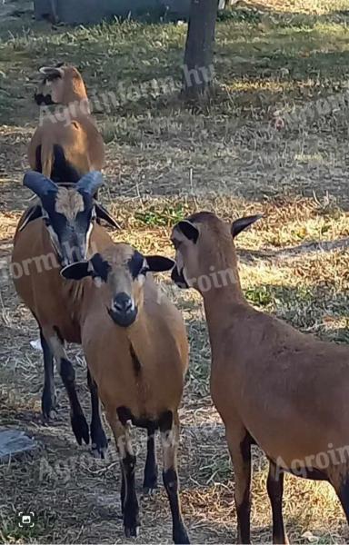 Cameroon sheep for sale