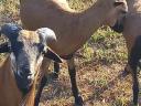 Cameroon sheep for sale