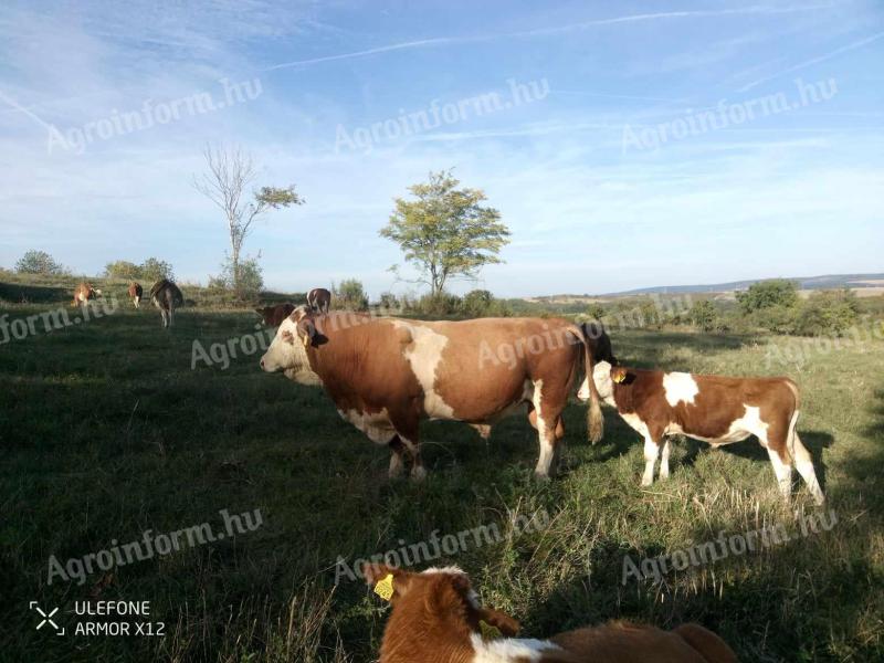 Hollyhock breeding bull