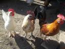 Japanese foot feathered roosters for sale in Gödöllő