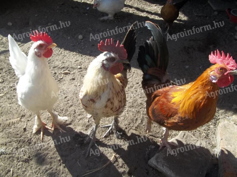 Japanese foot feathered roosters for sale in Gödöllő