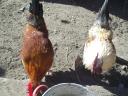 Japanese foot feathered roosters for sale in Gödöllő