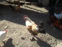 Japanese foot feathered roosters for sale in Gödöllő