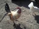 Japanese foot feathered roosters for sale in Gödöllő