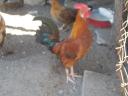 Japanese foot feathered roosters for sale in Gödöllő