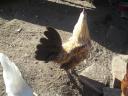 Japanese foot feathered roosters for sale in Gödöllő