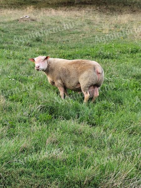 Charollais R2 ewes for sale